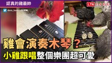 雞會彈奏木琴？小雞跟著演唱　整個樂團超可愛