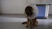 Ameliyat sonrası rahatsızlanan köpeği Vefa Sosyal Destek Grubu hastaneye götürdü