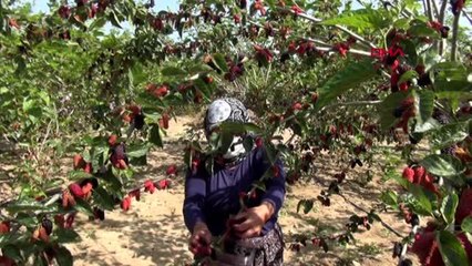 KARADUT ÜRETİCİNİN YÜZÜNÜ GÜLDÜRÜYOR