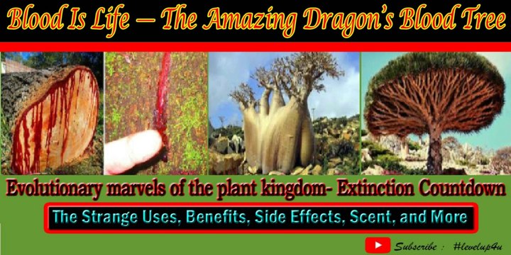 Is Dragon Blood Tree Dangerous Extraordinary Looking Bleeding Dragontree अन ख प ड Weird Wonderful Creatures Vulnerable To Extinction Uses Benefits Growing Zone Care Video Dailymotion