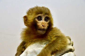 Gürbulak Gümrük Kapısında 12 maymun yakalandı