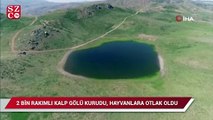 Elazığ’ın 2 bin rakımdaki kalp gölü Bervi kurudu, hayvanlara otlak oldu