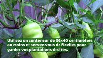 Peu d'espace à la maison ? Voici 5 aliments à faire pousser dans un conteneur