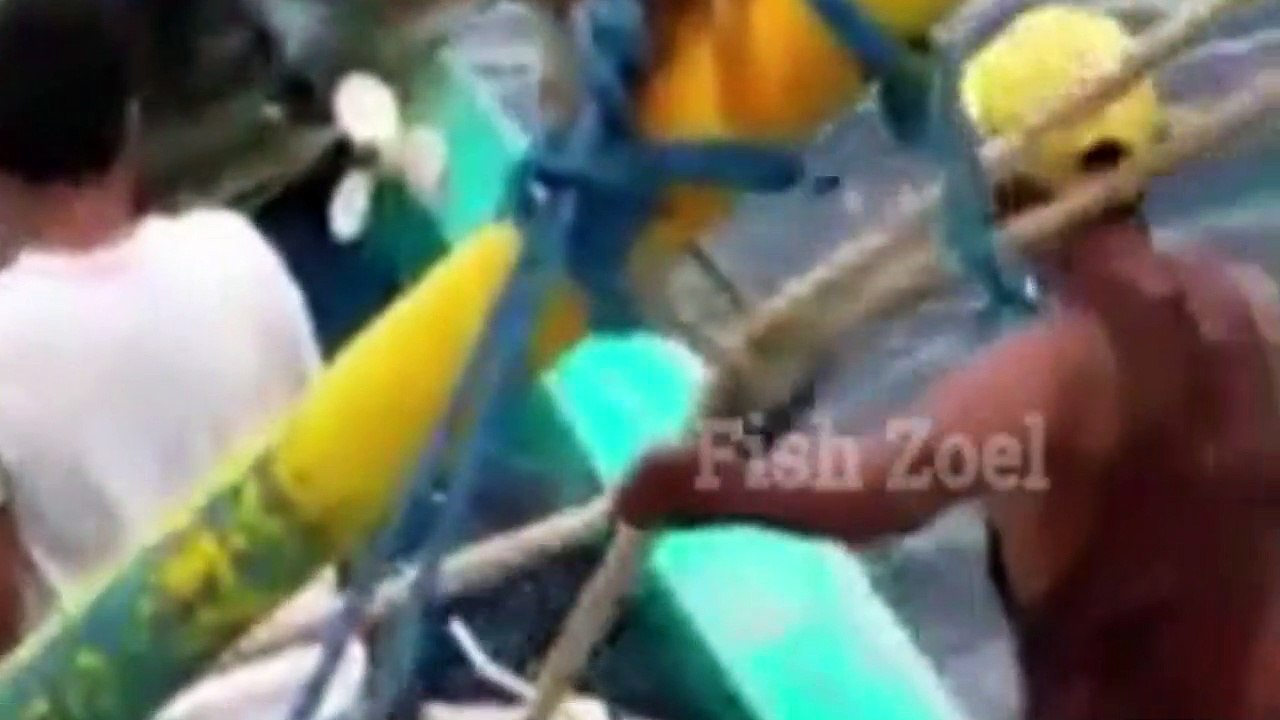 Ikan Hiu Aceh
