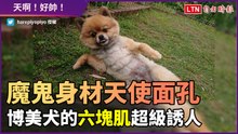 天使般的面孔竟有魔鬼身材？博美犬的六塊肌迷倒眾人