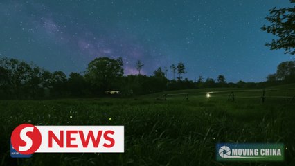 Fireflies in East China