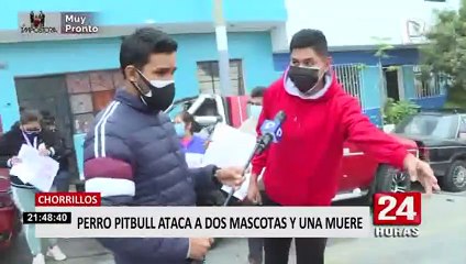Chorrillos: denuncian que dueños de pitbull que mató a otro can lucran con esta raza