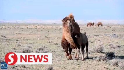 The modern lives of camels in Xinjiang
