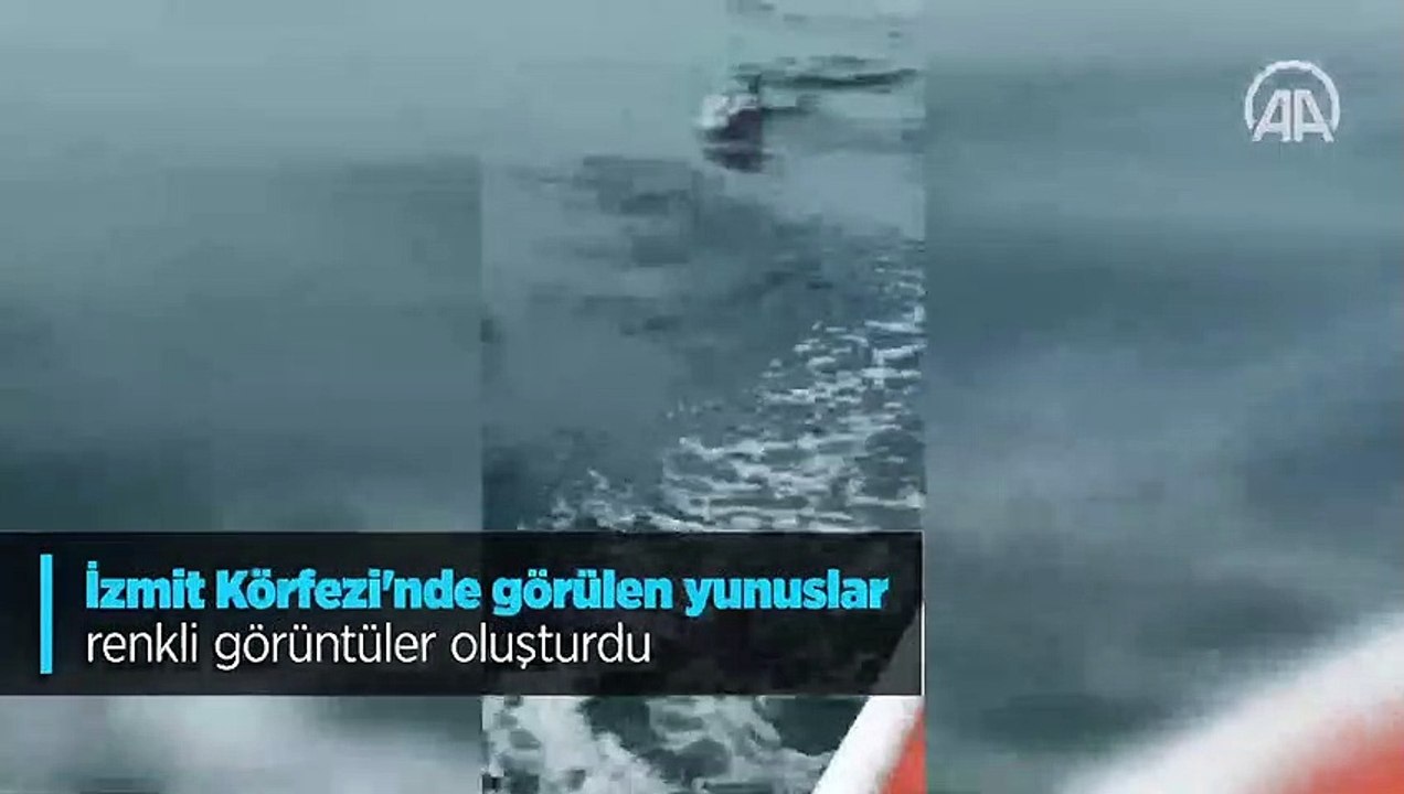 İzmit Körfezi'nde görülen yunuslar renkli görüntüler oluşturdu