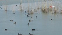 Van Gölü Havzası göçmen kuşlarla renklendi
