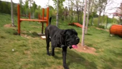 Ankara Büyükşehir Belediyesinden evcil hayvanlar için park