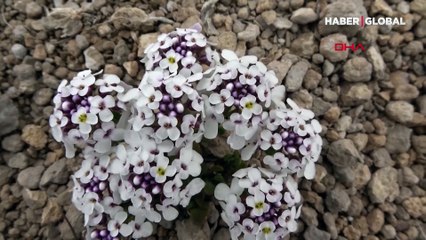 Bu bitki sadece Tuz Gölü havzasında yetişiyor