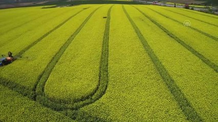Arı ölümlerine karşı kanola üretiminde ruhsatlı ve zararsız ilaçların kullanılması önerildi