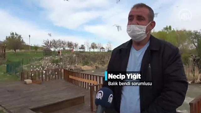 İnci kefalinin tatlı sulara yolculuğu devam ediyor