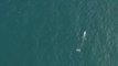 Wally: la ballena gris perdida en el Meditérraneo, que busca cómo volver a California