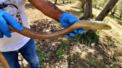 Kuşadası'nda yılan görünümlü kertenkele doğal ortamına bırakıldı