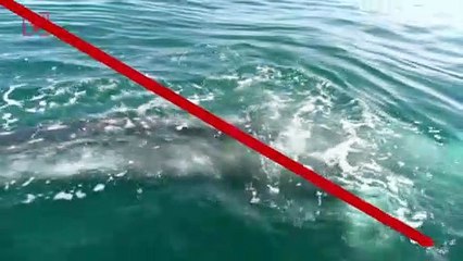 Scientists Monitor Lost Grey Whale in the Mediterranean Hoping It Arrives Home Soon!