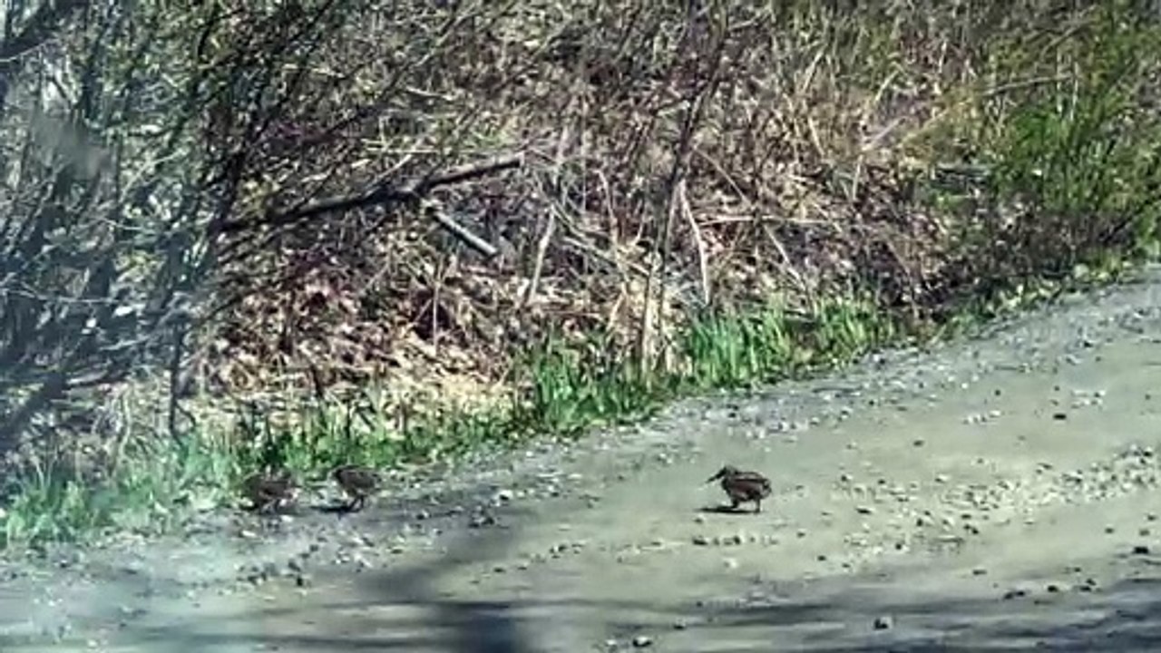 Woodcocks Display Dance Routine While Crossing Road