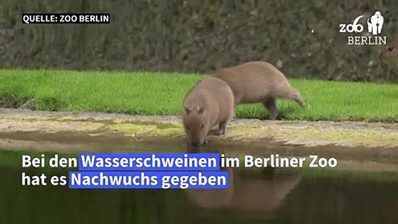 Knuffige wasserschweinchen auf entdeckungstour in berlin