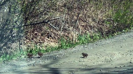 Woodcocks Display Dance Routine While Crossing Road