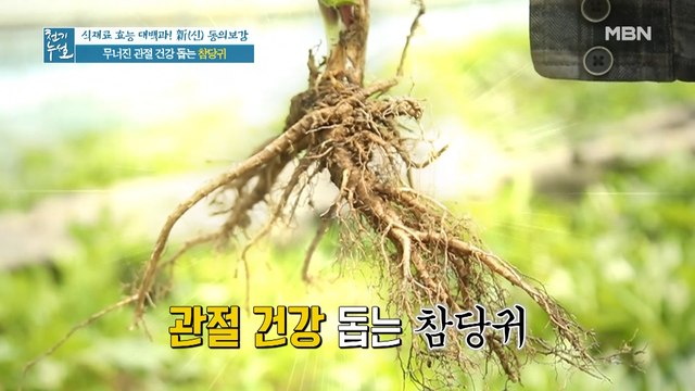 관절 건강 지키는 식재료의 정체 공개! '참당귀'