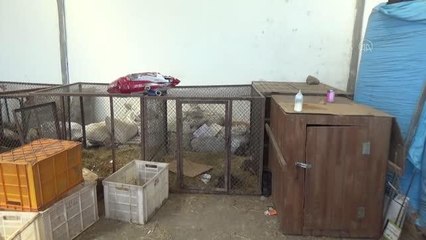 Koruma altında bulunan tilki yavrularına biberonla süt veriliyor