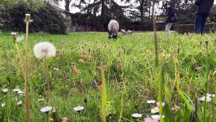 Des brebis pour entretenir les terrains