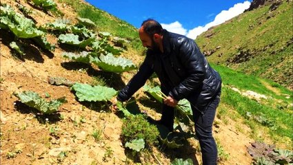 Vatandaşların "yayla muzu" mesaisi