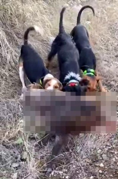 Domuz yavrusunu köpeklerine canlı canlı parçalattırdı