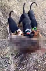 Domuz yavrusunu köpeklerine canlı canlı parçalattırdı