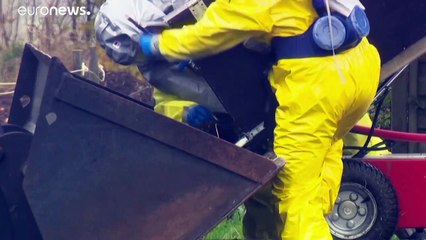 Grundwasser in Gefahr: Dänemark muss vier Millionen Nerzkadaver ausgraben