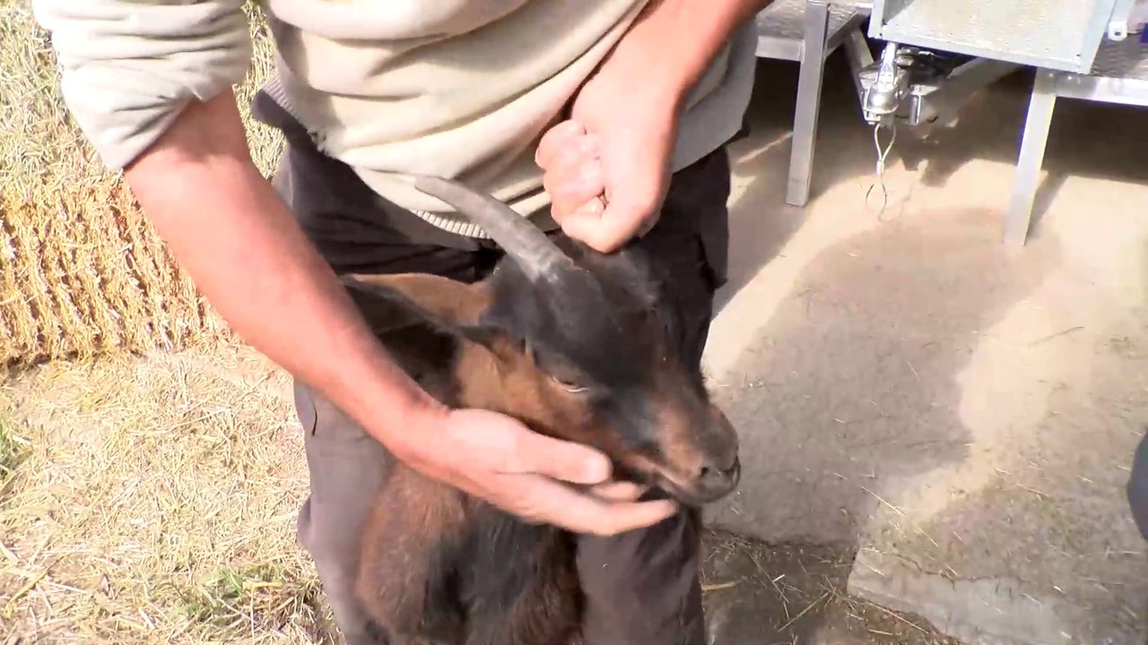 Le maire de Châteauneuf-les-Martigues prend le problème des chèvres par les cornes