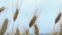 شح الأمطار يؤثر سلبا على موسم إنتاج القمح الجزائري