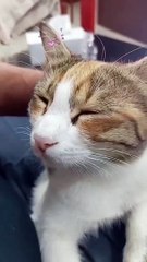 Hombre adoptó a gatita callejera que lo siguió diariamente al trabajo