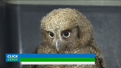 Un nuevo centro en Bogotá, Colombia, permitirá la atención y valoración de especies silvestres