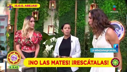 ¡Abejas en peligro! Salvándolas nos salvamos todos | Sale el Sol