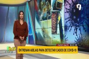 Entrenan abejas para detectar el COVID-19 en cuestión de segundos