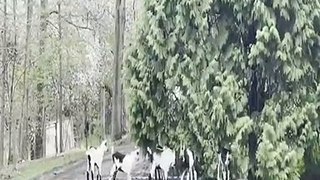 Alpine baby goats have a good time on a trampoline
