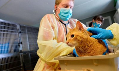 قطة تحمل صغيرها المريض إلى المستشفى