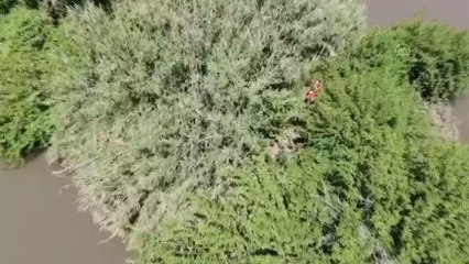 Jandarma, Ceyhan Nehri'ndeki adacığa ekilen kenevirleri drone ile tespit etti