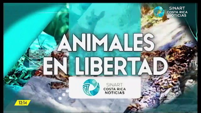 Costa Rica Noticias - Edición meridiana 07 de mayo del 2021