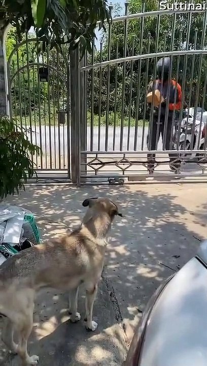 Doggy Loves Getting the Mail for Owners