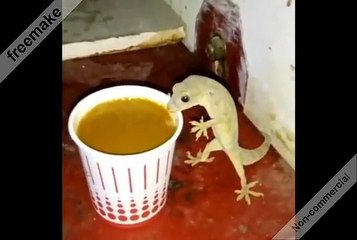 أوكو قربكم و أذكروا إسم الله و خمرو آنيتكم و اذكروا إسم الله