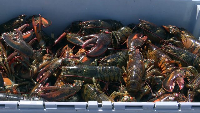 TOPO - N.-B. : Grand potentiel pour la pêche au homard