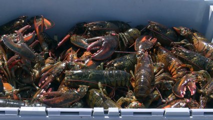 TOPO - N.-B. : Grand potentiel pour la pêche au homard