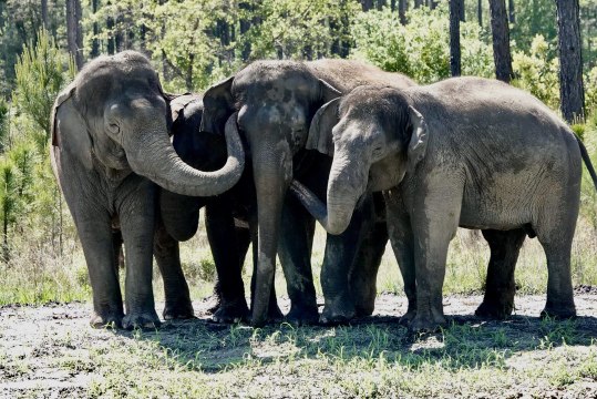 Florida Wildlife Sanctuary Welcomes 12 Former Circus Elephants