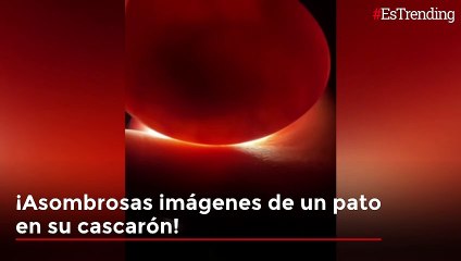 Asombrosas imágenes de un pato dentro de su cascarón días antes de nacer