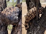 7 Venomous Creatures in Arizona - ABC15 Digital