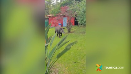 tn7 Danta se pasea por condominio en San Isidro de Heredia 070521