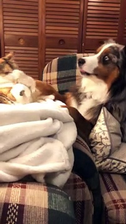 Blue Merle and Calico Cat Playing Together